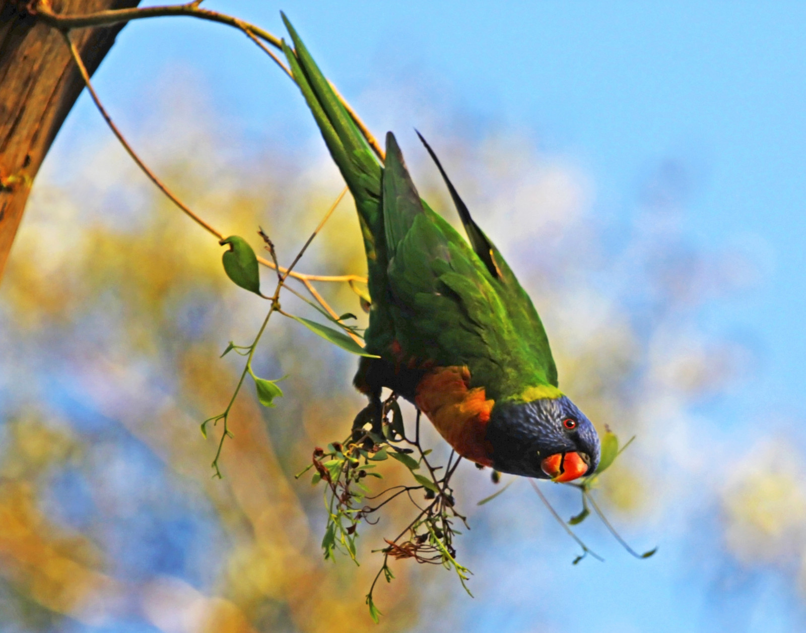 pták, fauna, Papoušek, andulka, papoušek, Společný pet andulka, list, zobák, hmyz, organismus, křídlo, Volně žijících živočichů, větev, Perico