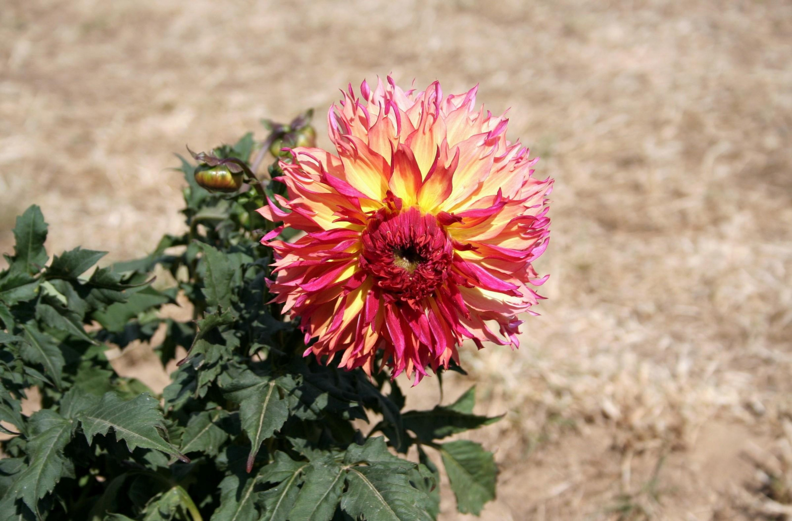 pole, zelená, květ, rostlina, jiřina, flóra, rozmazat, okvětní lístek, záhon, divoká rostlina, botanika, suchozemská rostlina, kvetoucí rostlina, jednoletá rostlina, daisy rodina