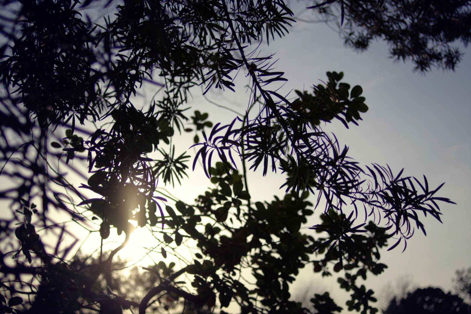 Japonsko, slunečnímu záření, Příroda, nebe, silueta, větev, modrý, večer, ráno, slunce, bokeh, jaro, Tokio, pentax, světlo, mrak, strom, list, rostlina, pentaxk7, prozkoumal, flóra, dof, carlzeiss, digitální, Distagon, 28mm, větvička, Distagon282zk