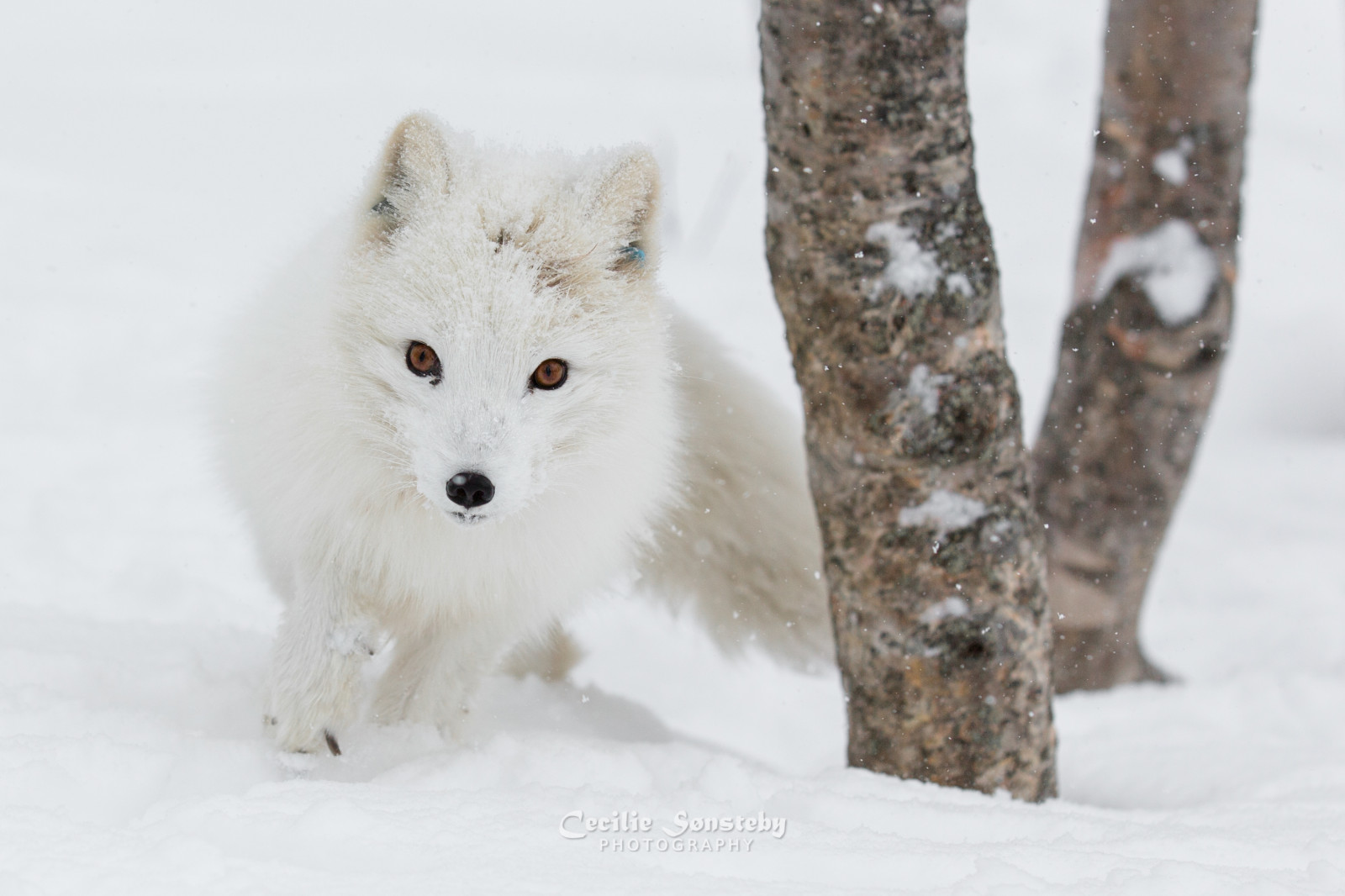bílý, portrét, sníh, zima, detailní, Norsko, Kánon, vlk, liška, Arktický, polární liška, březen, ngc, canon5dmarkiii, savec, specanimal, npc, langedrag, markiii, ef70200mmf28lisiiusm, obratlovců, pes jako savec, psí plemeno skupina, canis lupus tundrarum, ohrožený, alopexlagopus, polarfox, WhiteFox, SnowFox
