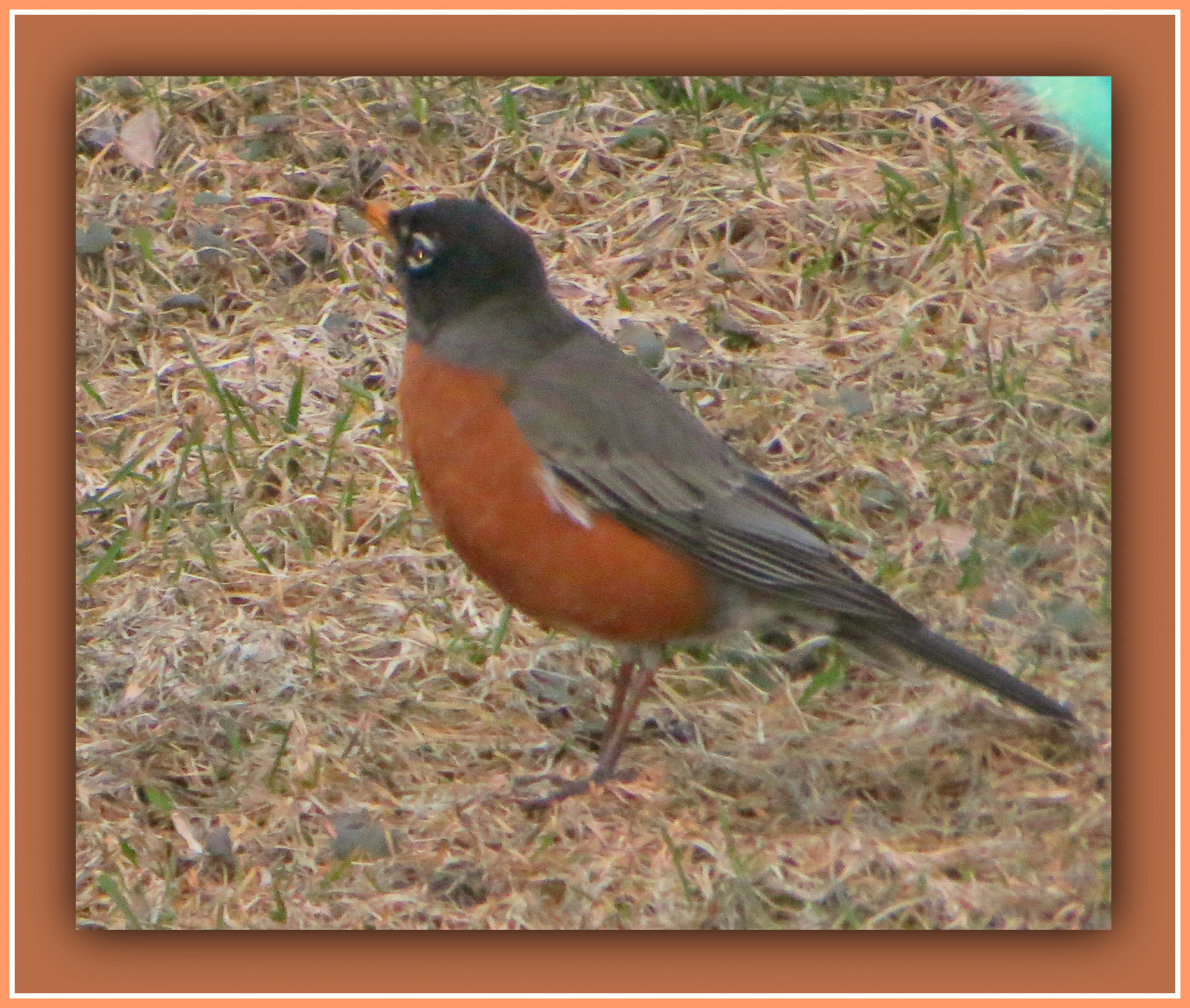 jídlo, zahrada, ocas, tráva, křídla, peří, Volně žijících živočichů, jaro, červi, zobák, Drobný, lov, Krásná, dosti, rozkošný, pták, pěnkava, červenka, zábava, primavera, sladký, Pírko, hladový, bello, bellissimo, Uccello, fauna, dolce, prohlížení pták, organismus, červenka obecná, Lejskovití, Emberizidae, návštěvník, redbreast, Uccellino, Wormhunting