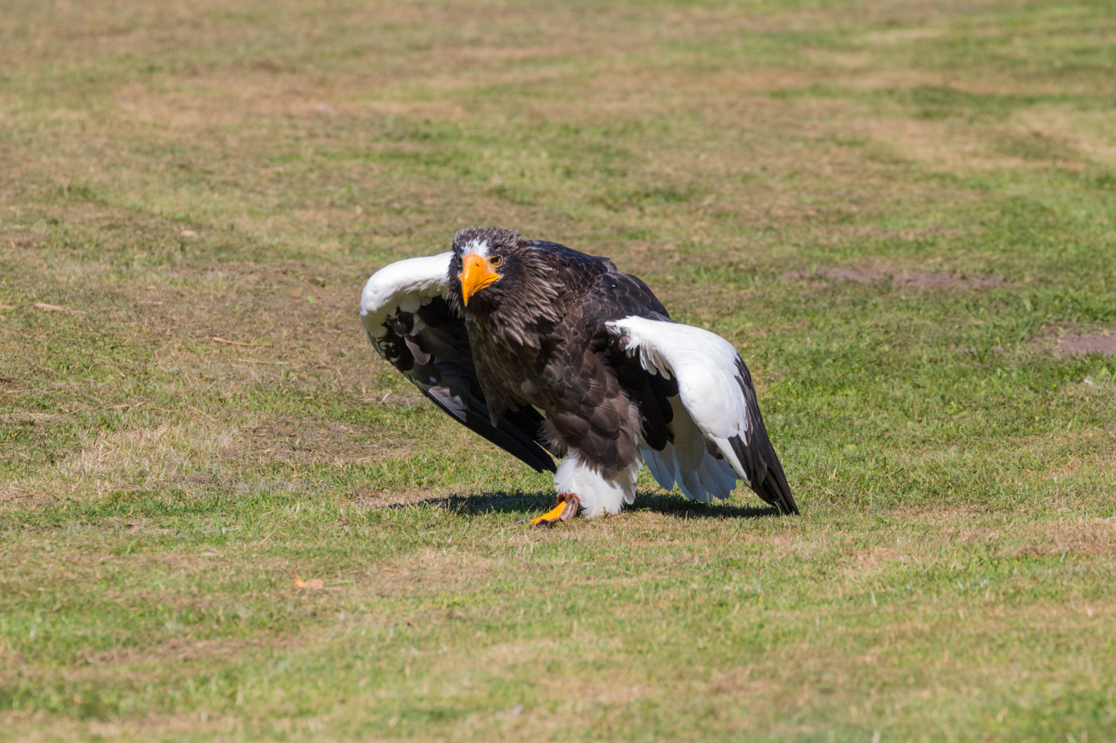 สัตว์ป่า, นกล่าเหยื่อ, นกอินทรี, เดนมาร์ก, หัวโล้น, ปาก, Falcon, นก, birdofprey, Danmark, f เจล, exif model canoneos760d, ประเทศธรณีวิทยา, กล้องทำให้ Canon, geocity, กล้องรุ่น canoneos760d, geostate, ตำแหน่งทางภูมิศาสตร์, exif ทำให้ canon, รูรับแสง exif 71, exif isospeed 125, exif เลนส์ ef70300mmf456lisusm, exif focallength 300mm, Skagen, rovf gel, eagleworld, rnreservatet, haliaeetuspelagicus, stellersseaeagle, j ttehavs rn, สัตว์ป่า, สัตว์มีกระดูกสันหลัง