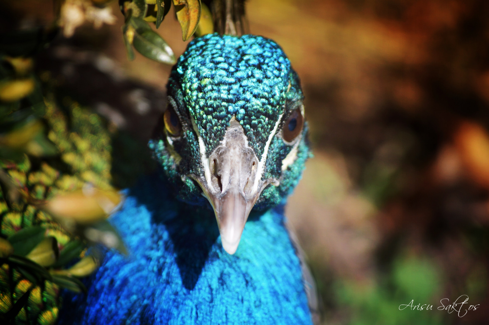 Wallpaper blue, colour, bird, nature, animal, eyes, beak, feathers