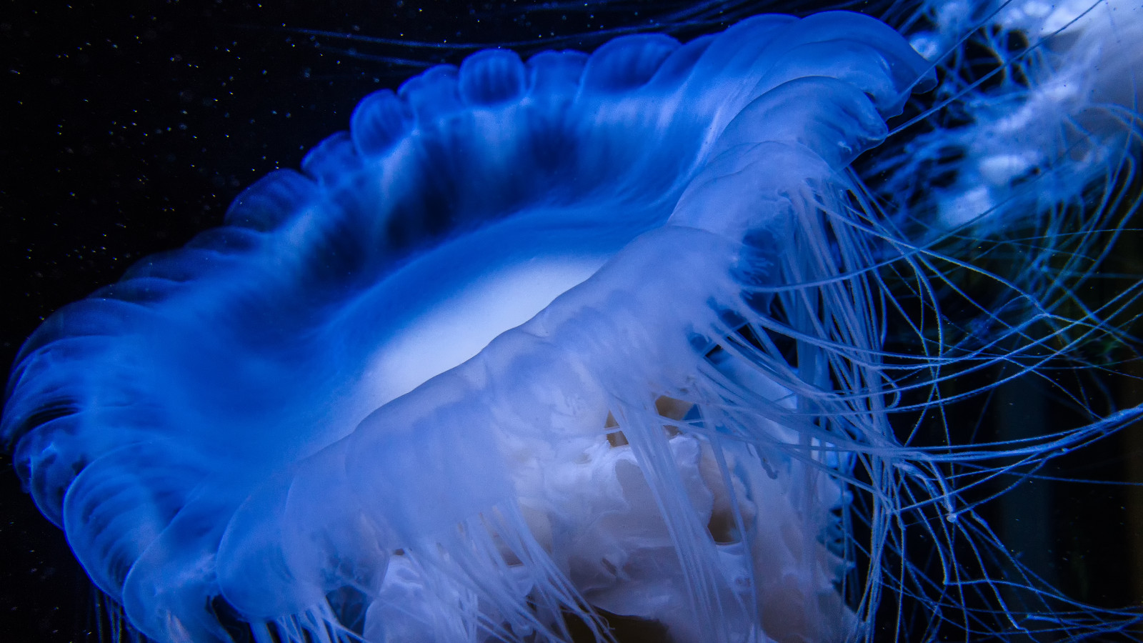 væsen, vand, Turisme, blå, vandmand, Canada, flydende, akvarium, Vancouver, rolig, Vestkysten, Britisk Columbia, computer tapet, fraktale kunst, tæt på, specielle effekter, hvirvelløse, havbiologi, cnidaraproteiner, marine hvirvelløse dyr, organisme, slyngtråde, akvatiske, elektrisk blå, livsformer, stingers