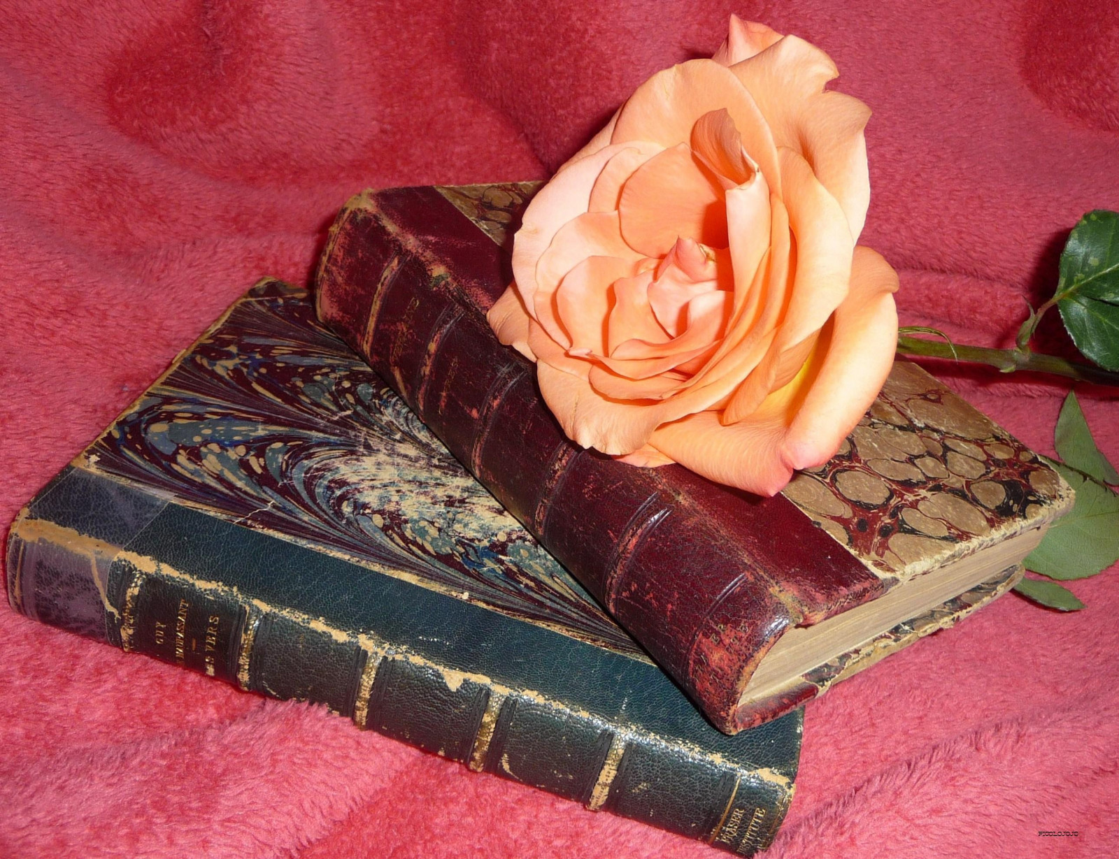 růžový, květiny, květ, Příroda, květ, růže, květiny, rezervovat, antický, knihy, Panasonic, autor, livre, livres, vers, verlaine, auteur, supershot, guydemaupassant, Béžová, abigfave, anawesomeshot, theunforgettablepictures