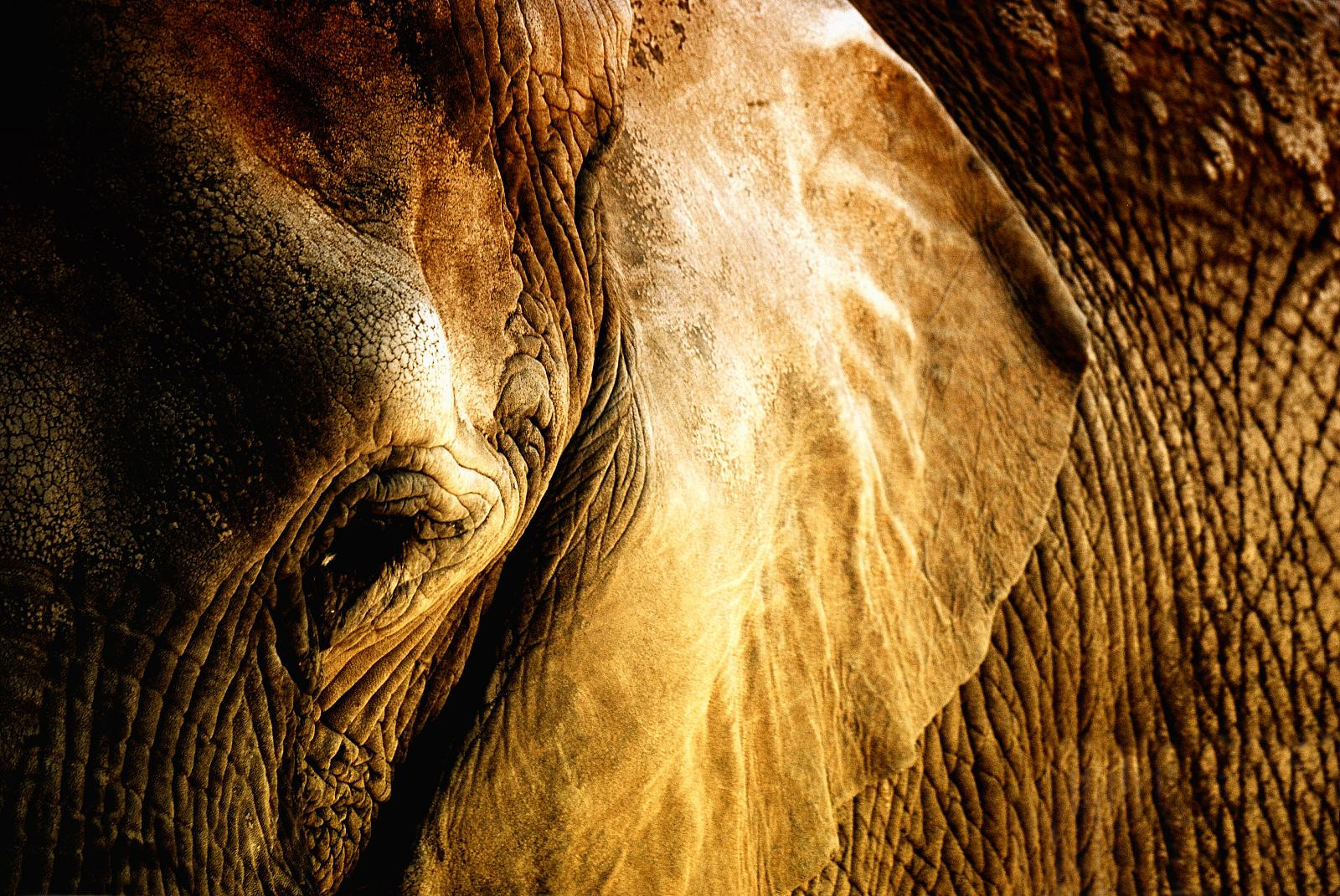 41 Koleksi Gambar Binatang Telinga Gajah Gratis