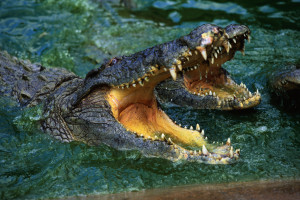 Traum Krokodil Traum Krokodil