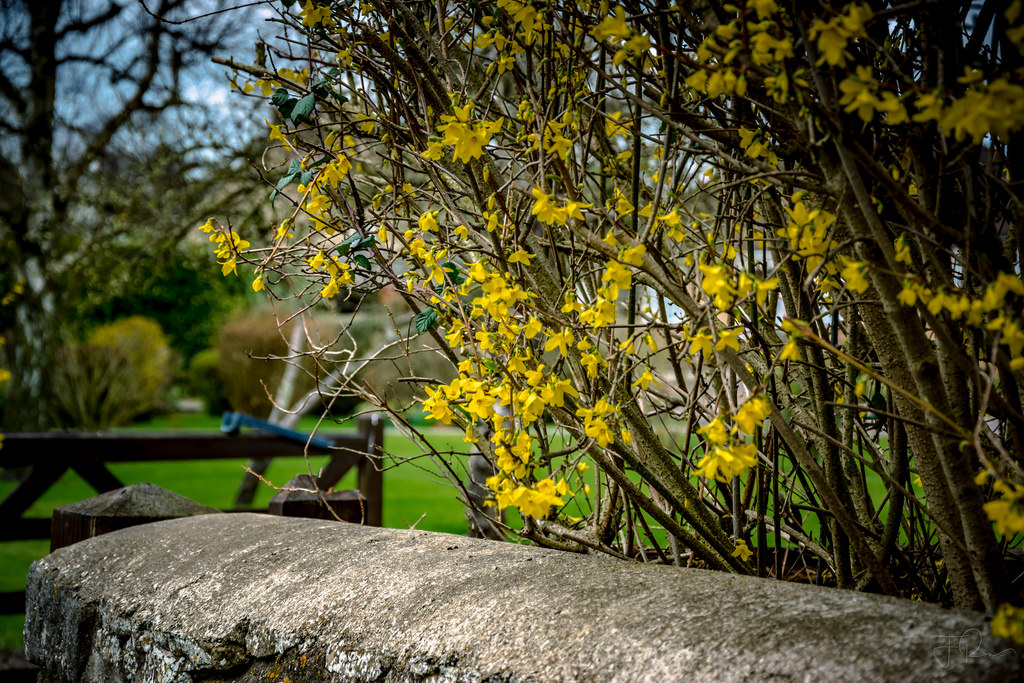 stěny, beton, květiny, jaro, kvetoucí, Alwalton, vchod, Soustředit se, stromy, žloutenka, Křoví, rostliny, D5500, nikond, Peterborough, Cambridgeshire, rozklad