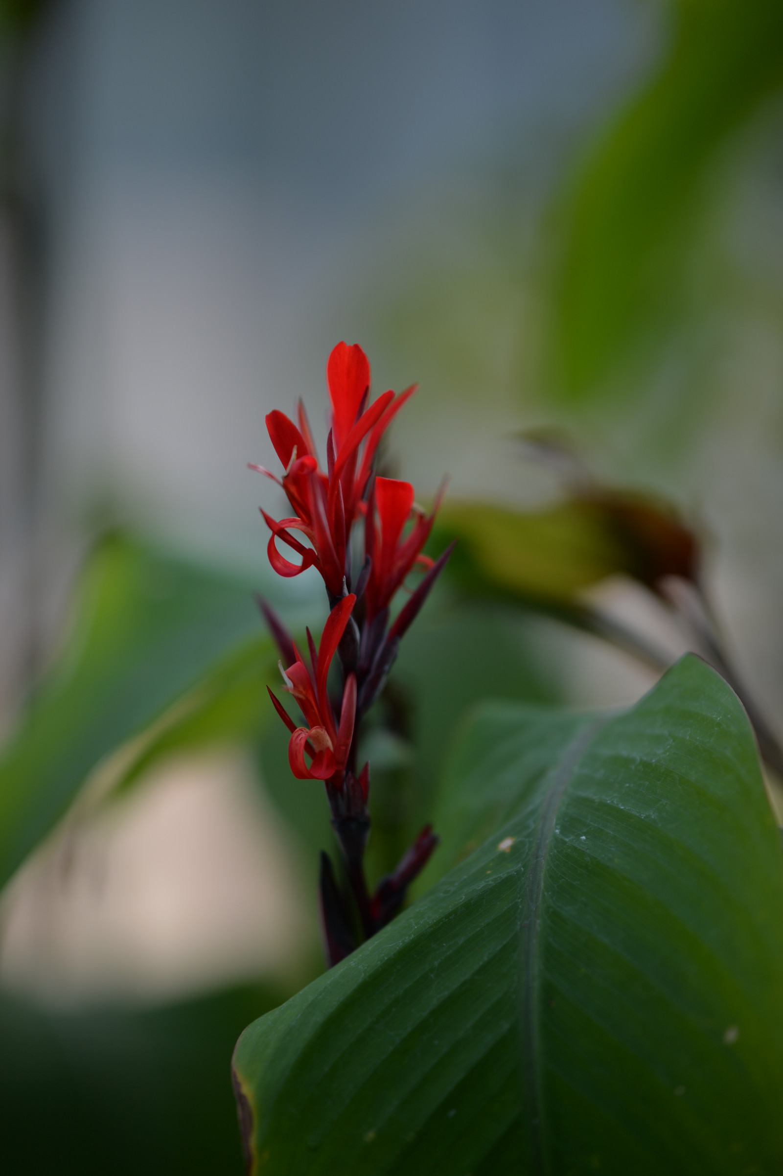 ญี่ปุ่น, ธรรมชาติ, สีแดง, จอด, การถ่ายภาพ, สาขา, สีเขียว, Nikon, เบ่งบาน, โตเกียว, Jp, nikkor, ใบไม้, ดอกไม้, ปลูก, พืช, ตา, กลีบดอก, เขตร้อน, shinjukgyoen, ชินจูกุ, afs105mmf14eed, afsnikkor105mmf14eed, Df, ดอกไม้ป่า, พฤกษศาสตร์, โรงงานที่ดิน, พืชดอก, ใกล้ชิด, ไม้พุ่ม, การถ่ายภาพมาโคร, ต้นกำเนิด