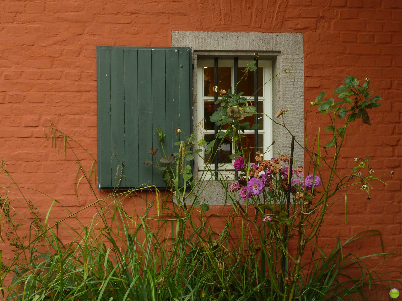 květiny, Okna, růže, letní, květ, budova, okno, růže, muzeum, architektura, budovy, středa, Německo, deutschland, Europa, Evropa, schloss, muzeum, architektura, Moenchengladbach, Rheydt, toepfermarkt, schlossrheydt, HWW, windowwednesday, happywindowwednesday