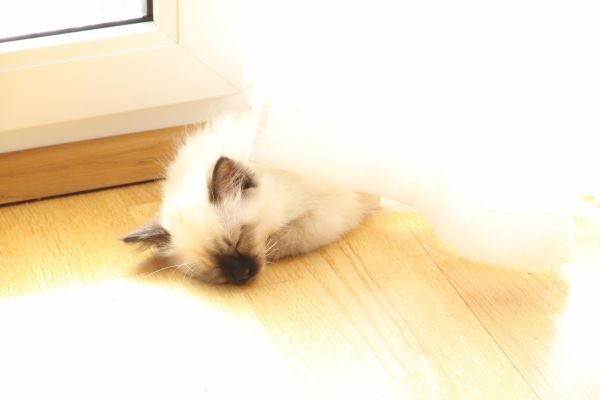 cats,animals,sleeping