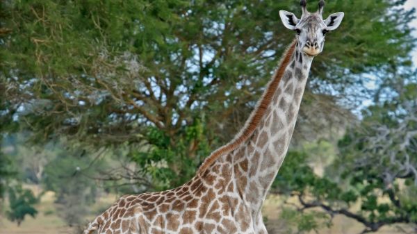 giraffe,giraffidae,plant,natural environment,neck,branch