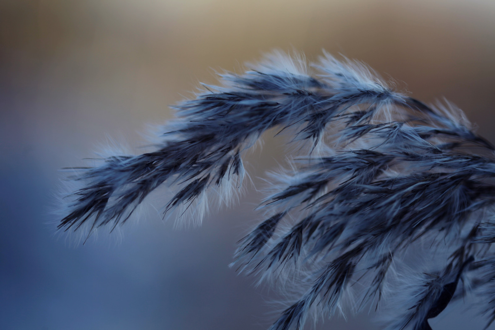 tráva, zima, makro, modrý, Kánon, srst, zobák, F28, 5 d, označit, MKII, pták, Vinter, Pírko, materiál, gr s, křídlo, eos, 100mm, textil, obratlovců, módní doplněk, zblízka, makro fotografie