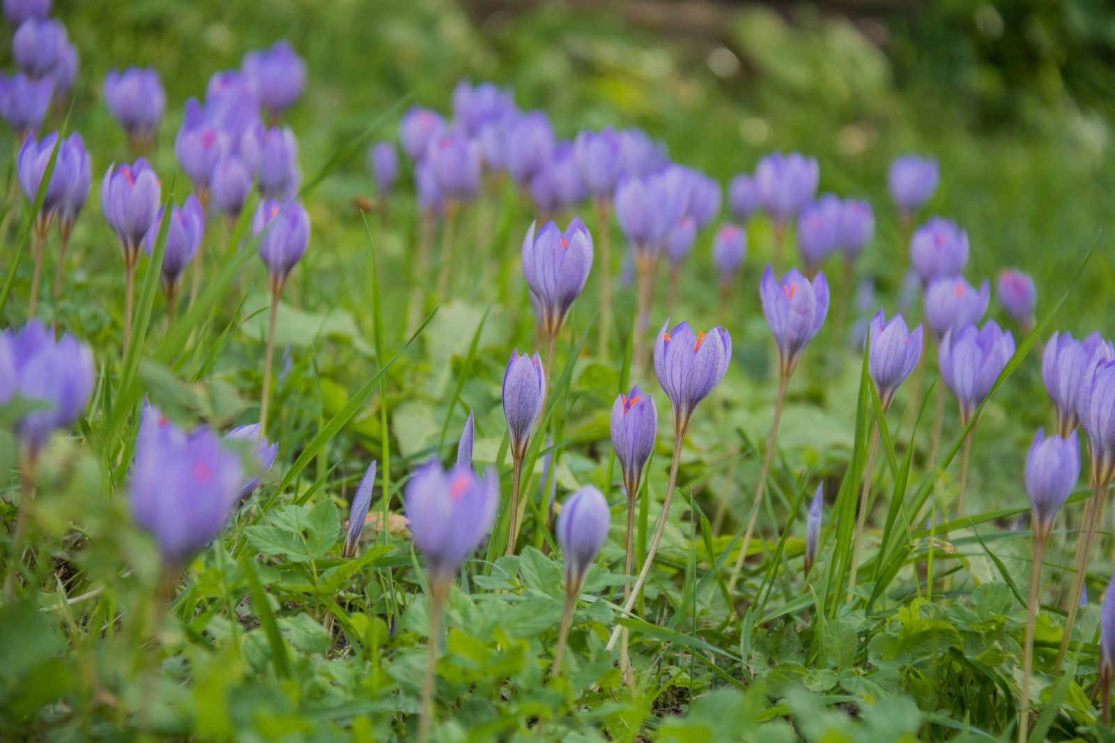 zahrada, Příroda, tráva, pole, krokus, květ, rostlina, flóra, Blomma, Lund, botaniskatr dg rden, exif modelu canoneos760d, geocountry, Kamera aby kánon, geocity, Model fotoaparátu canoneos760d, exif isospeed 250, geostate, geolocation, EXIF čočka efs18200mmf3556is, EXIF otvor 56, exif aby kánon, exif focallength 100mm, Botanická zahrada, okvětní lístek, Botan, T dg rd, louka, divoká rostlina, prérie, botanika, suchozemská rostlina, kvetoucí rostlina, jednoletá rostlina, makro fotografie