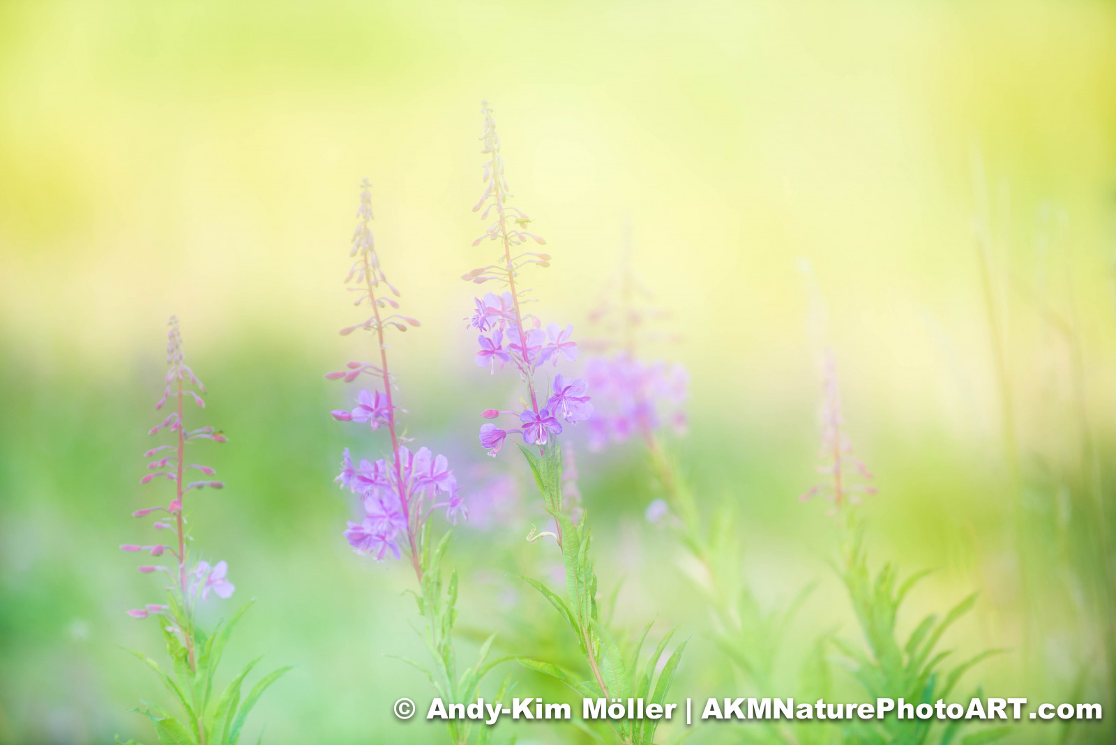 slunečnímu záření, krajina, květiny, Příroda, tráva, rostliny, umělecká díla, nachový, větev, zelená, žlutý, modrý, Německo, květy, květ, Evropa, Němec, venkovský, Průhled, šeřík, UMĚNÍ, země, Terén, scenérie, list, květ, umělecký, Pohled, lučina, rostlina, květ, flóra, venkov, vegetace, louka, výtvarné umění, krajiny, květy, hessen, fineartphotography, divoká rostlina, prérie, počítač tapeta, suchozemská rostlina, makro fotografie, tráva rodina, závod stonek, zeleň, botanické, lupina, vlčí bob, Fireweed, Vogelsberg, lupinus, kvítky, květinka, greenich, angustifolius, květinka, Obermoos, flowerets, lupinusangustifolius, bluelupin, narrowleafedlupin, narrowleafed, photocategoryfineart, lupinineae