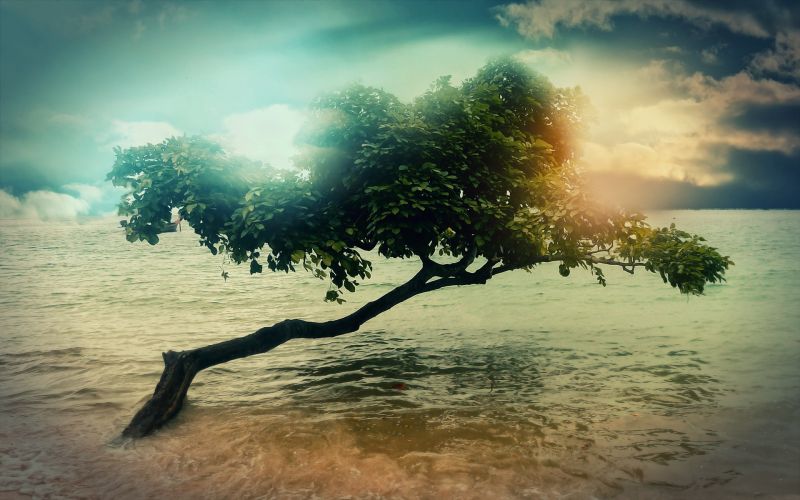 sunlight, sunset, sea, nature, reflection, trees sunlight, sunset, sea, nature, reflection, trees