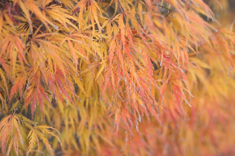 Japan,sollys,natur,gress,gren,frost