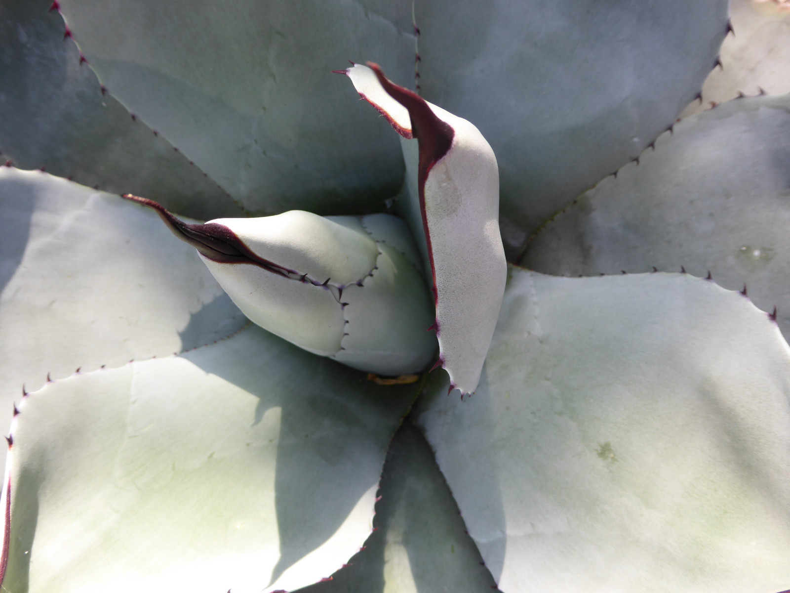 blade, natur, makro, ørken, Chicago, løv, blad, blomst, plante, flora, kronblad, blomstrende plante, tæt på, garfieldparkconservatory, agave, desertroom