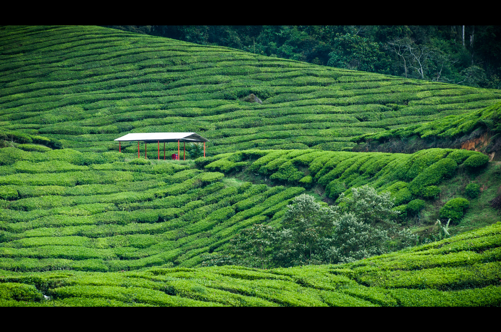vrchovina, čaj, cameron, Malajsie, NIKKOR, boh, 70300
