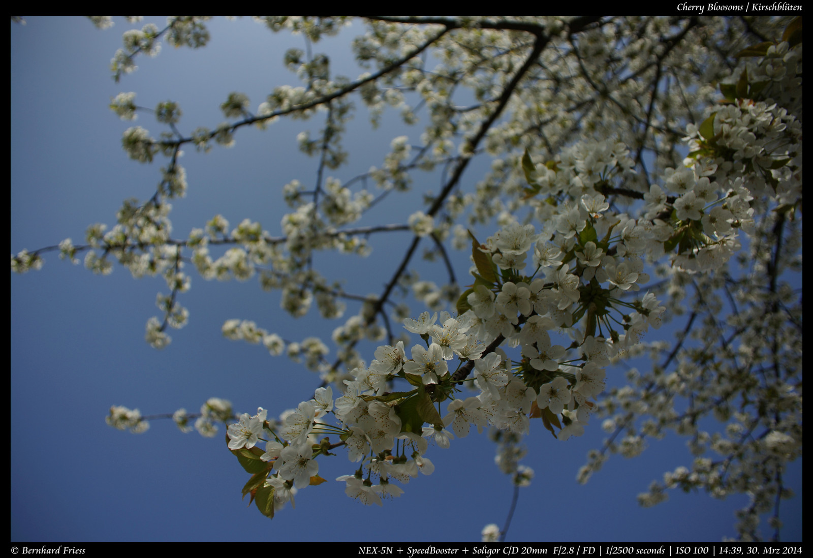 kamera, original, lys, bw, makro, KUNST, Photoshop, Canon, årgang, Tyskland, ud, linse, deutschland, prime, licht, marts, forår, interessant, Europa, Europa, flickr, fotografie, eveningsun, ingen, kunst, Sony, killinger, bedst, udforske, mest, flor, fast, 20mm, brugervejledning, lige, alfa, populær, længde, makro, ukuperede, m rz, bernhard, Fruhling, ægte, fd, Abendsonne, bl ti, Soligor, brændvidde, efterbehandling, Magnolie, nex, Baden-Württemberg, Manuelle, OOC, interessant, reducering, Kraichgau, unbearbeitet, klassisch, rheinneckar, festbrennweite, entdecken, sooc, Friess, 5n, malschenberg, flickriver, Speedbooster, emount, fluidr, Unverf lscht, metabones