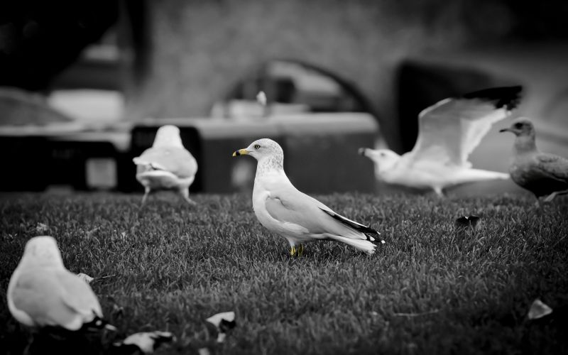 2560x1600 px, zvěř, ptactvo 2560x1600 px, zvěř, ptactvo