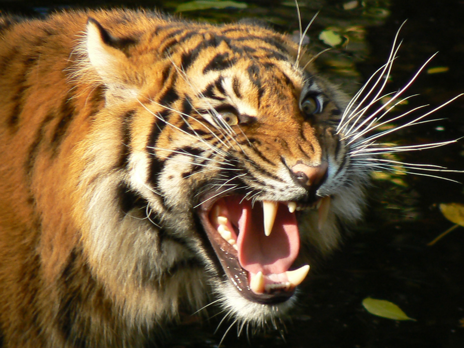 Přátelé, kočky, tygr, Austrálie, Victoria, tygři, Melbournezoo, Sumatrantiger, stříbrná medaile, bigcats, Parkville, primáti, Divoké kočky, bufet, Royalmelbournezoo, Ianthomů, Sumatrantigers, animaladdiction, specanimal, goldenmix, Avisittothezoo, impressedbeauty, worldofanimals, Auselitu, naturewatcher, wonderfulworldmix, Parkvillevictoriaaustralia, goldstaraward, natureselegantshots, itsazoooutthere, To je sasoooutthere, flickrlovers, qualitypixels, ilovemypics, vosplusbellesphotos, flickrbigcats, Wildcatworld, flickrsbestcreatures