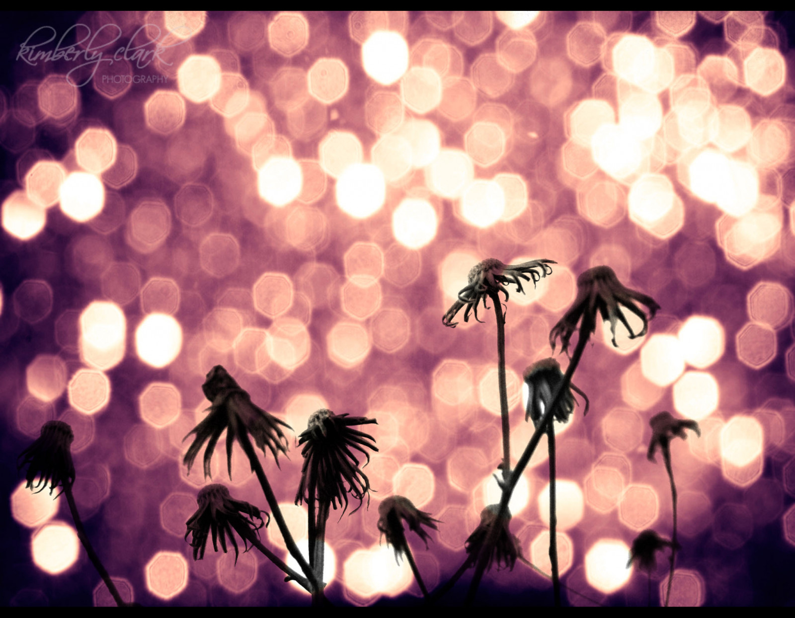 rosa, fiori, tramonto, fiore, natura, mercoledì, giardino, viola, bokeh, esploratore, Esplorare, prima pagina, deadflowers, esplorato, hbw, bokehlicious, anawesomeshot, auniverseofflowers, bokehland, bokeholic