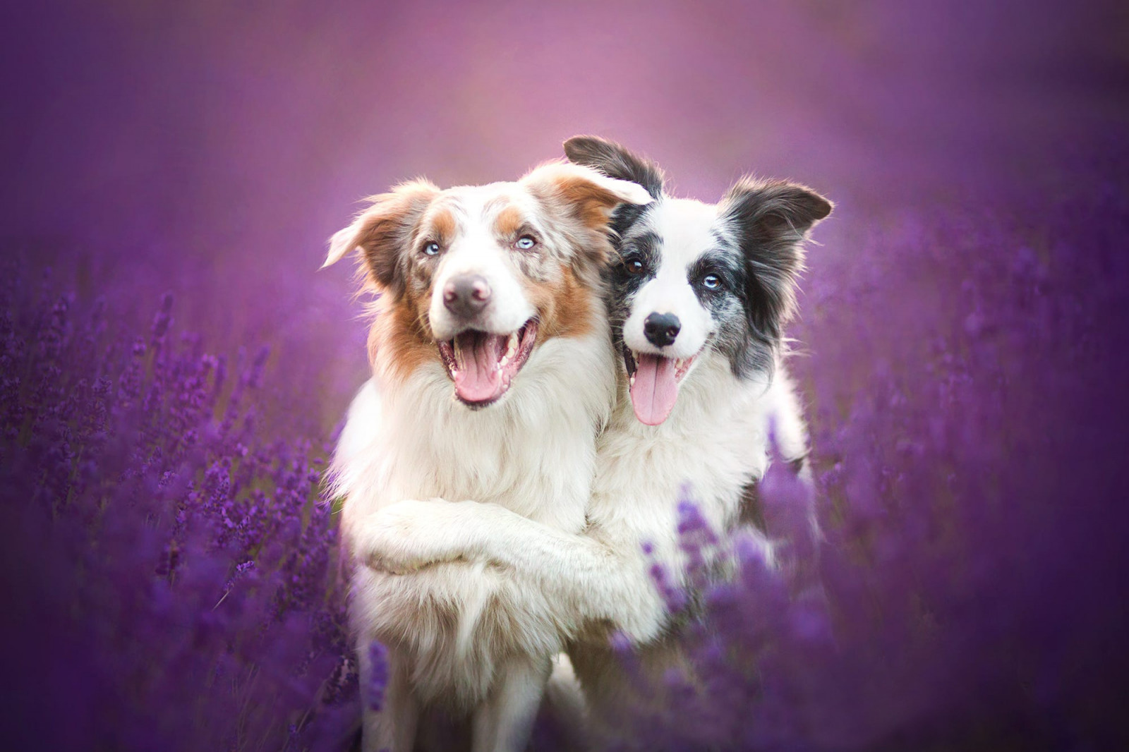 边境牧羊犬, 动物, 狗