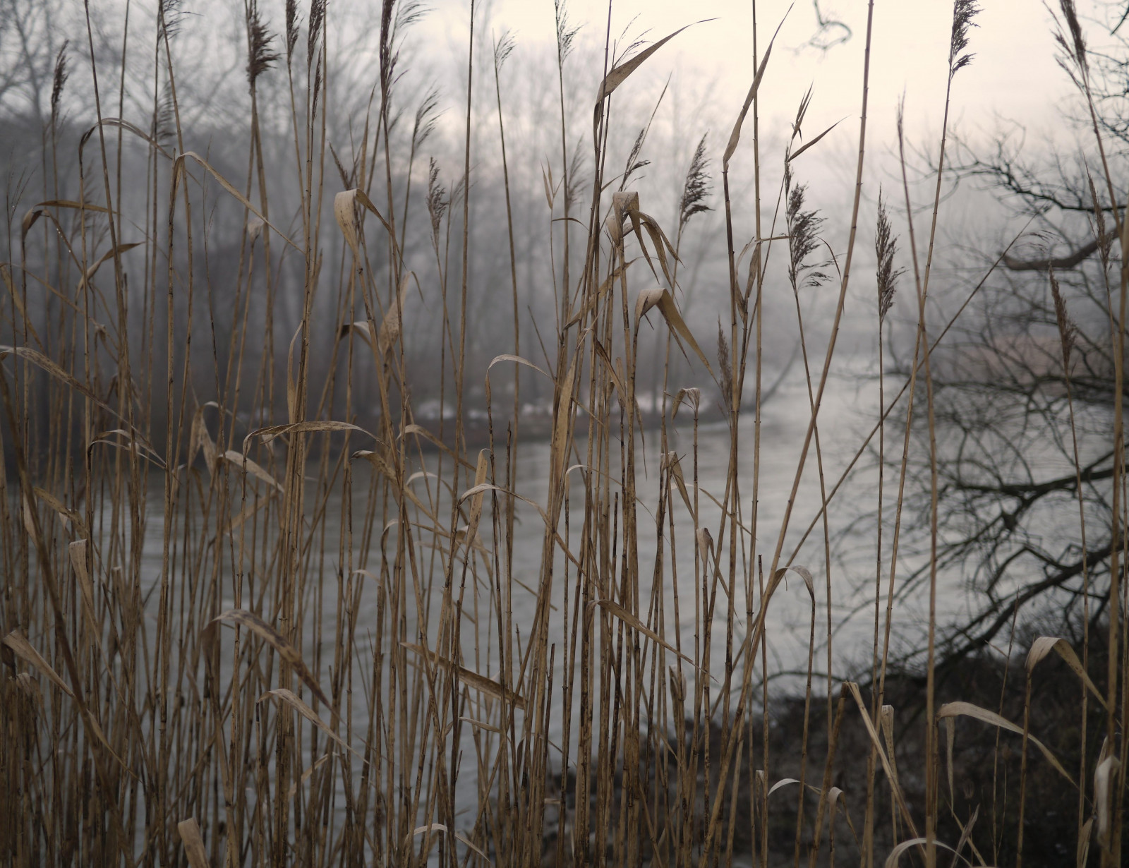 Phragmites, tráva rodina, tráva, dřevo, strom, mokřadní, zima, větev, voda, rostlina, bažina, nebe, větvička