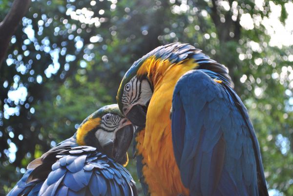 parrot,ara,couple,birds