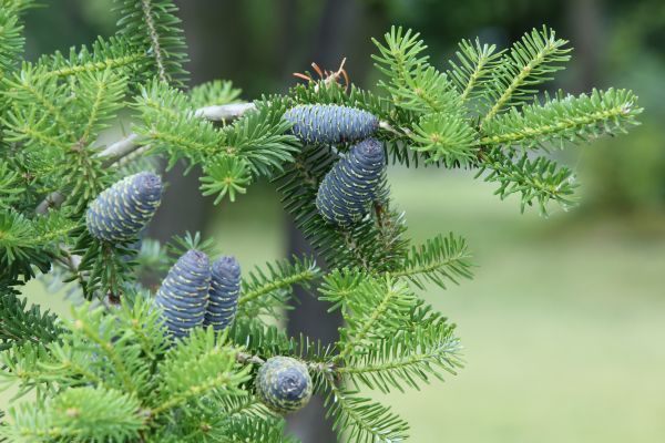 pigne,ramo,abete rosso,Albero di Natale,abete,conifera