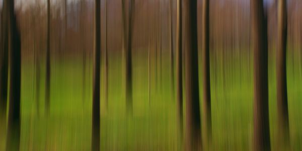 trees,abstract,blur,color,arboles,icm