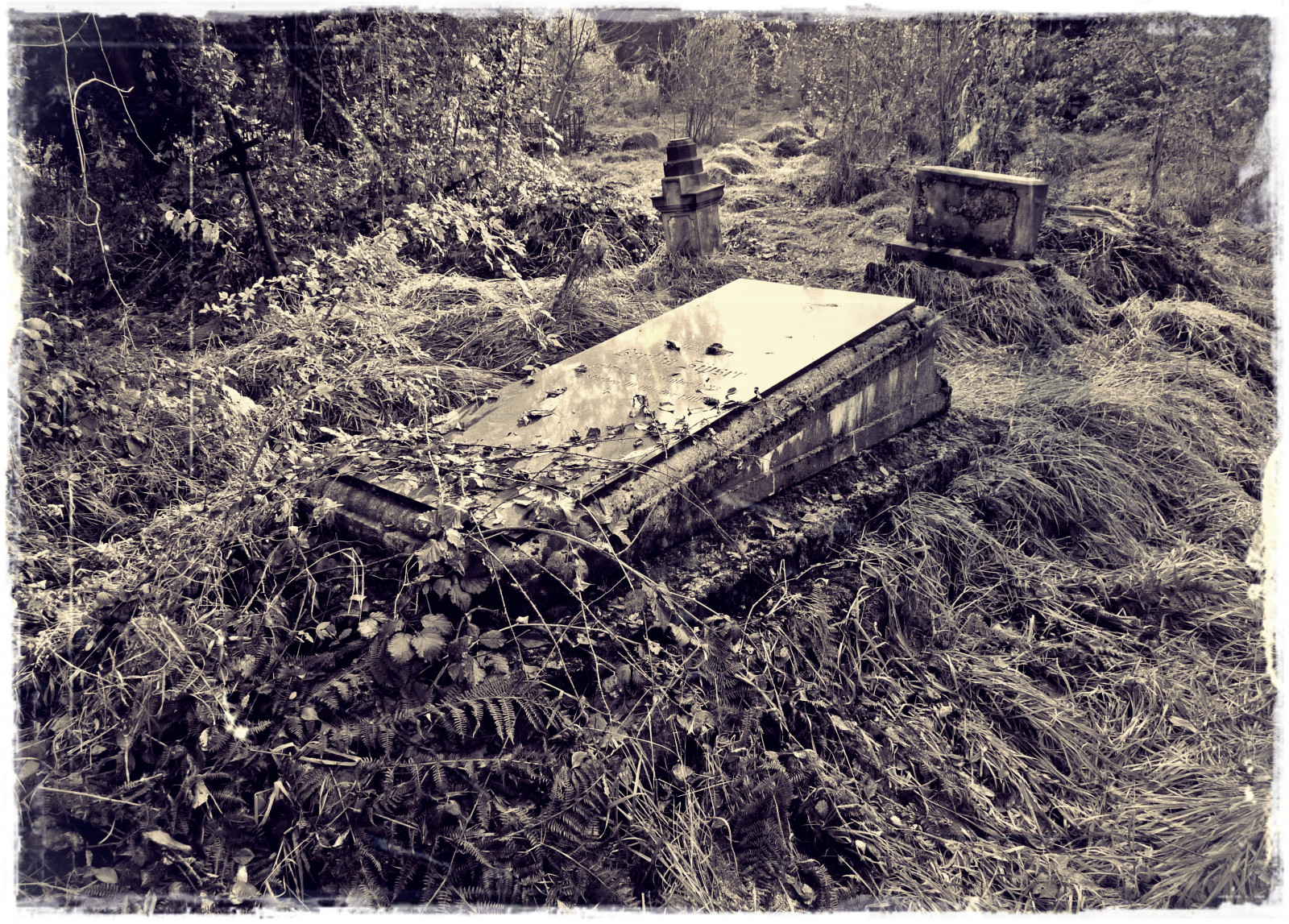 bianco e nero, suolo, fotografia in bianco e nero, monocromo, albero, veicolo