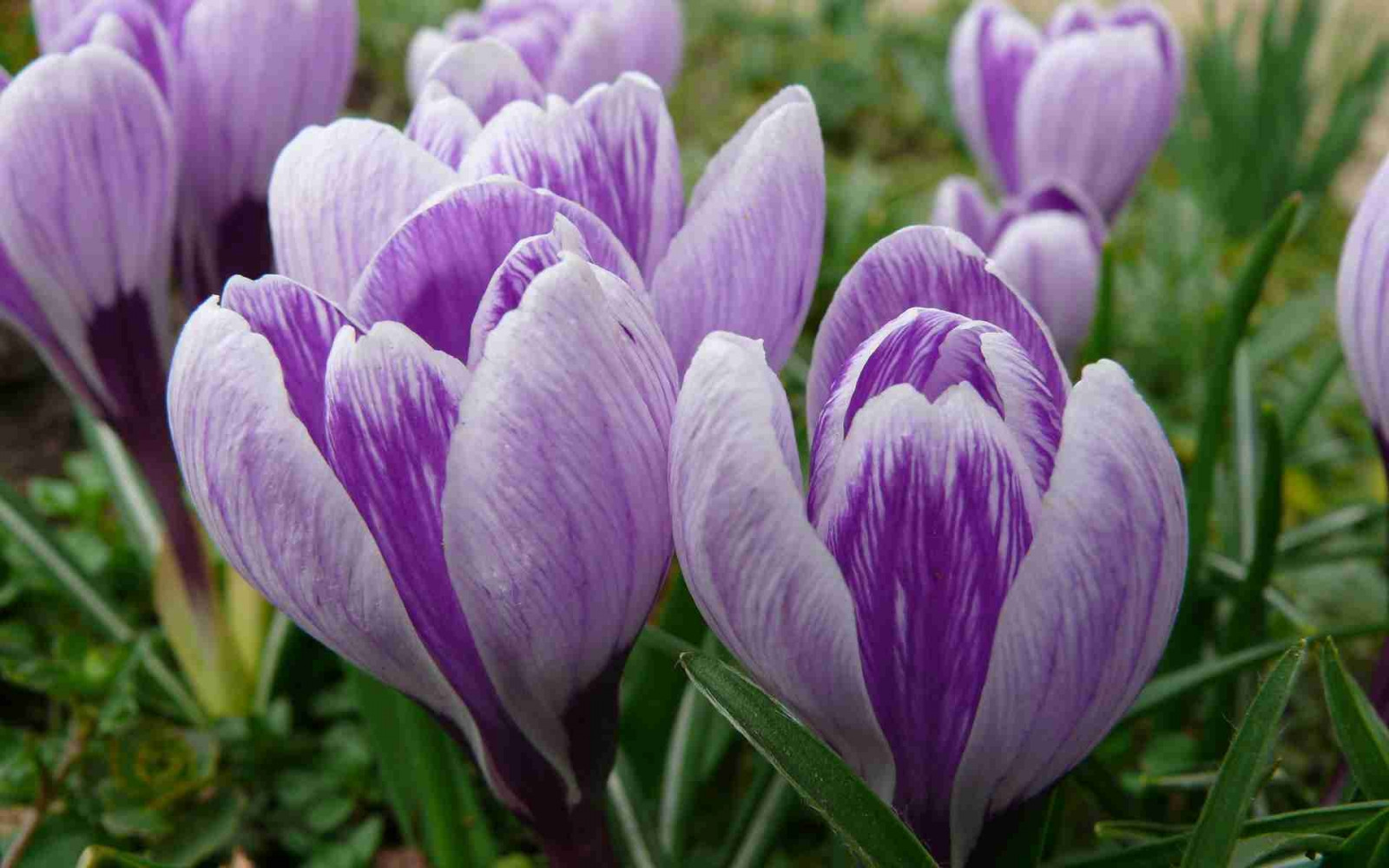 Wallpaper : flowers, spring, crocus, flower, petal, buds, land plant