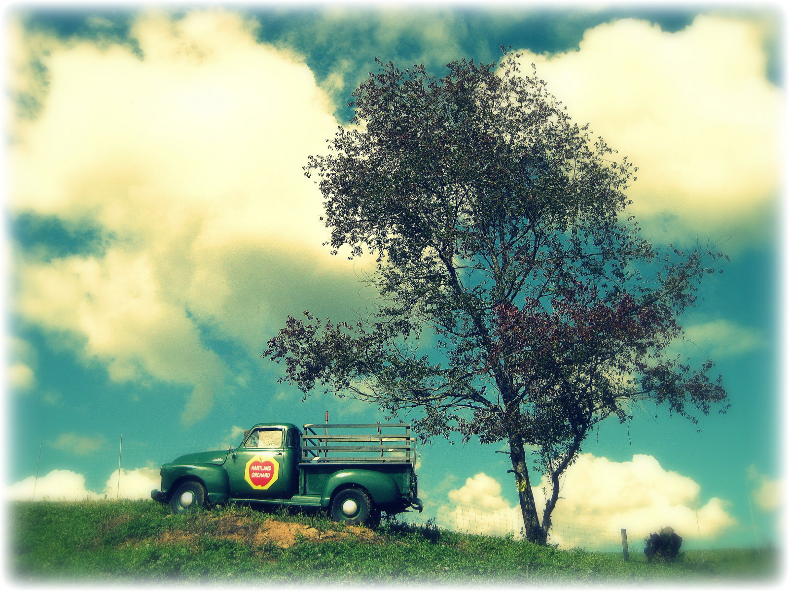 slunečnímu záření, podzim, Příroda, tráva, nebe, pole, mraky, zelená, modrý, jablka, ráno, Neděle, Virginie, strom, podzim, den, květ, rostlina, sezóna, zábava, Průhledná, víkend, va, louka, HSS, platinumheartaward, mywinners, venkov, atmosférický jev, dřevina, HCS, dcist, 10faves, hartlandorchards, flipmode79