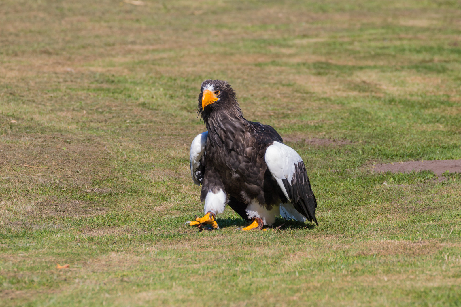 Volně žijících živočichů, dravý pták, orel, Dánsko, Orel bělohlavý, zobák, Sokol, pták, birdofprey, Danmark, f gel, exif modelu canoneos760d, geocountry, Kamera aby kánon, geocity, Model fotoaparátu canoneos760d, geostate, geolocation, exif aby kánon, EXIF otvor 71, EXIF isospeed 125, EXIF ef70300mmf456lisusm čočka, exif focallength 300mm, Skagen, rovf gel, eagleworld, rnreservatet, haliaeetuspelagicus, stellersseaeagle, j ttehavs rn, křídlo, fauna, obratlovců, Accipitriformes