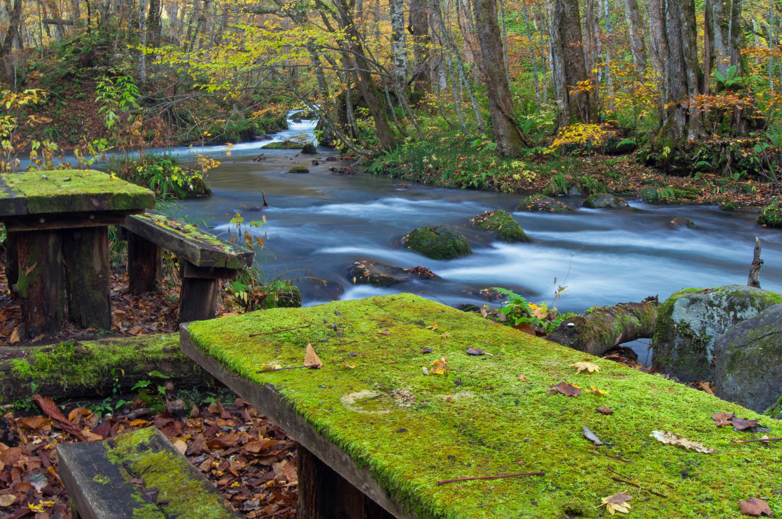 Japan, Landschaft, Wald, Garten, Wasser, Natur, Betrachtung, Gras, Tabelle, Moos, Grün, Fluss, Teich, Strom, Bank, Naturschutzgebiet, Feuchtgebiet, Baum, Herbst, Blatt, Pflanze, Wasserlauf, Vegetation, Bach, Wald, Alter waldwald, Abscheulich, Wasser-Funktion, Nicht vaskuläre Landpflanze, Landschaftsbau, Aomori, Gettyimagesjapan13q4, Towada, Oirase, riparian zone
