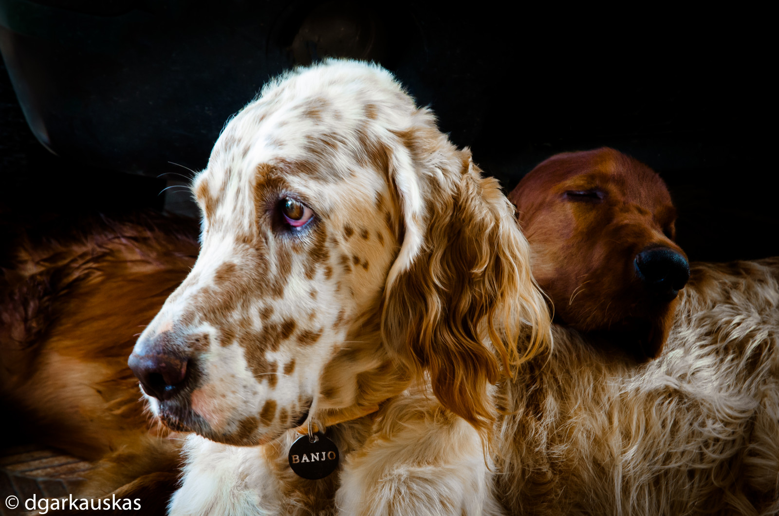 sovende, topf25, Nikon, banjo, 100v10f, pude, Amizade, travesseiro, irsk setter, dormindo, fællesskab, engelsk setter, ithan, setterirlandes, Supershot, setteringles, D7000, 1685vr, coth5, dpspets, dgarkauskas, sunrays5, dpsbest2012, dpscute