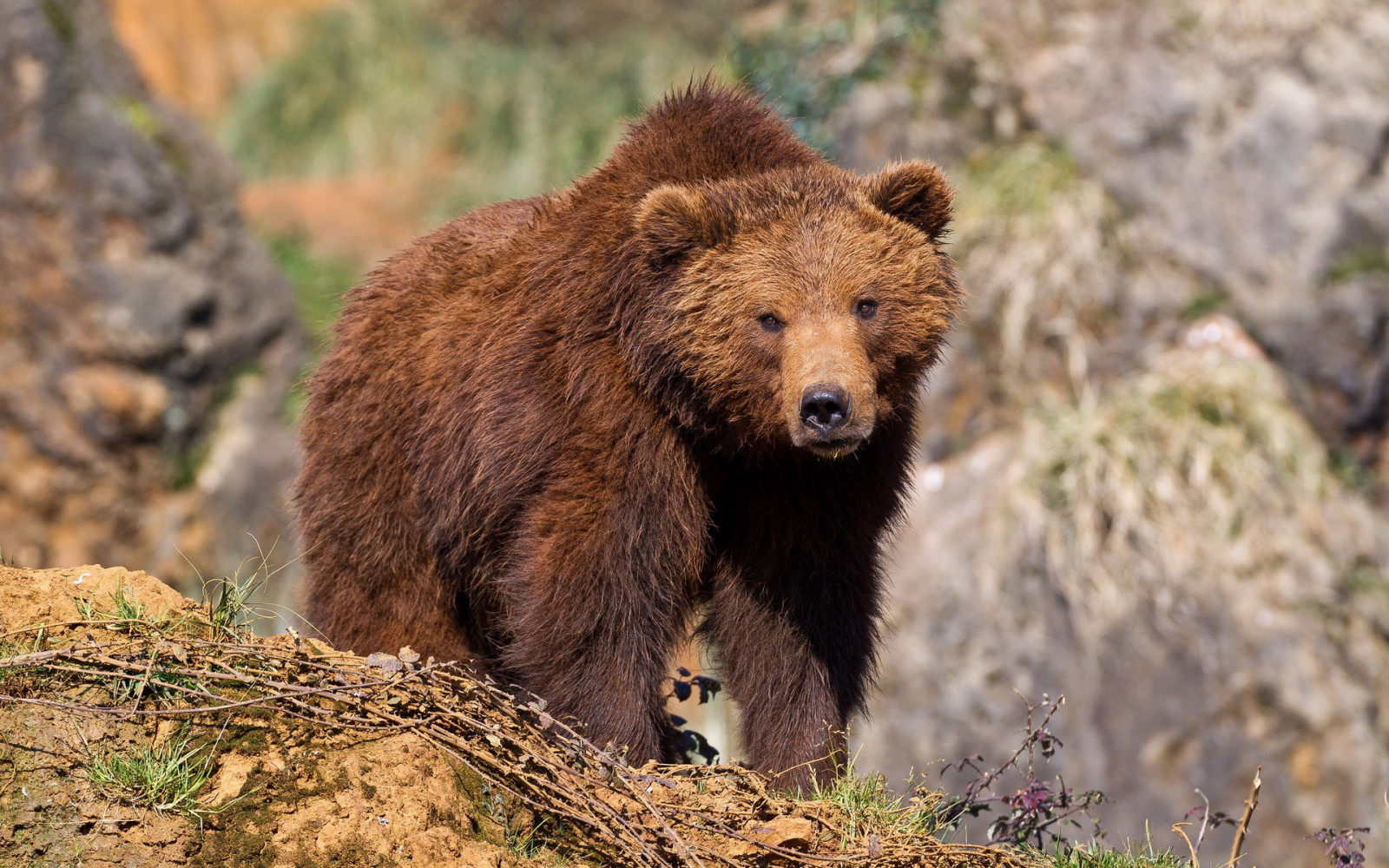 zvěř, Volně žijících živočichů, medvědi, Grizzly, Medvěd hnědý, medvěd, fauna, savec, obratlovců, psí plemeno skupina, americký černý medvěd