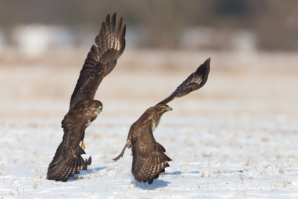 Wallpaper : buzzard, buteobuteo, johnfanning, davidbowie, letsdance ...