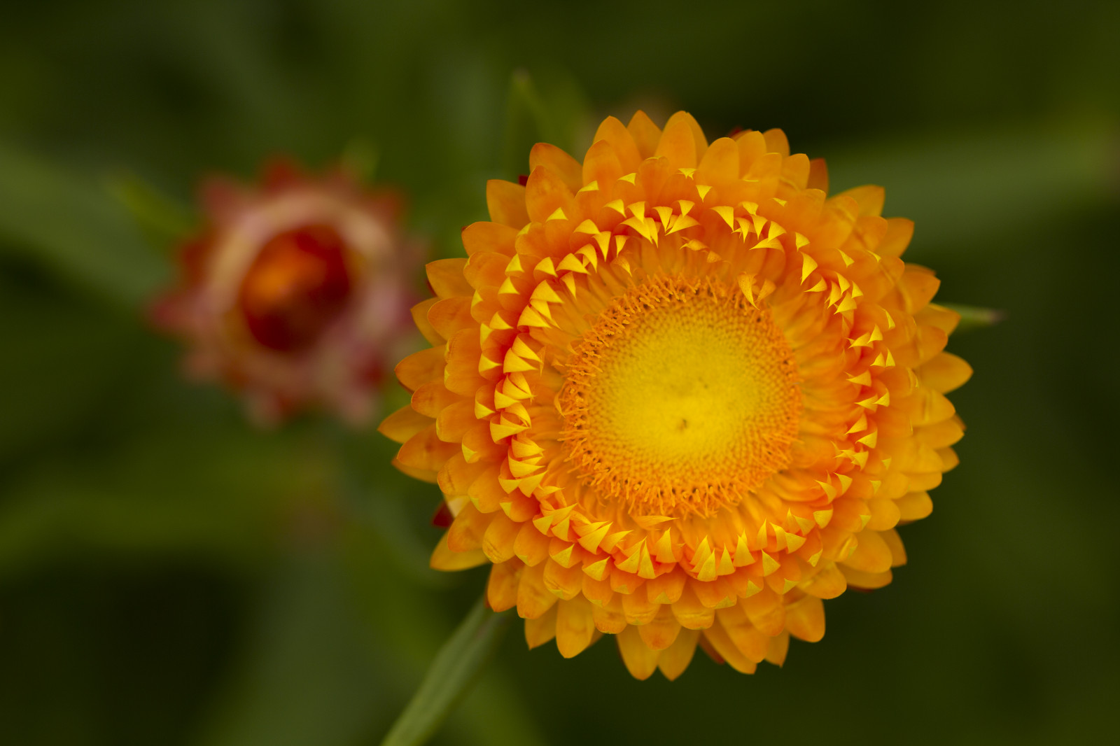 zahrada, Příroda, detailní, makro, žlutý, Kánon, oranžový, pyl, bokeh, Austrálie, Sydney, rodák, Sedmikráska, květ, rostlina, venkovní, flóra, dof, Botanická zahrada, okvětní lístek, eos, 60d, 100mm, NSW, divoká rostlina, zblízka, jednoletá rostlina, makro fotografie, daisy rodina, asteraceae, macrolens, věčný, bylina, Australiannativeplant, Mtannan, Xerochrysum, Mountannan, Mountannanbotanicgarden