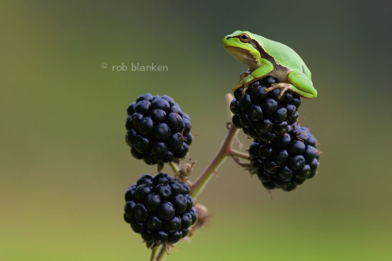žába, nikond800, makro, hylaarborea, Europeantreefrog, Europeseboomkikker žába, nikond800, makro, hylaarborea, Europeantreefrog, Europeseboomkikker