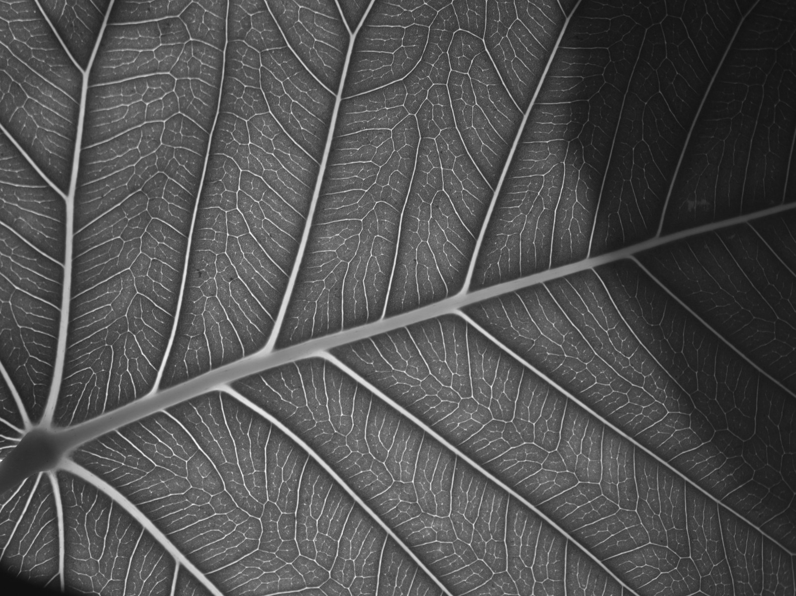 Černá, černobílý, minimalismus, fotografování, symetrie, vzor, textura, kruh, pentax, světlo, list, rostlina, Sluneční svit, materiál, tvar, design, čára, tma, křídlo, blackwithe, Černý a bílý, monochromatické fotografování, makro fotografie, K30