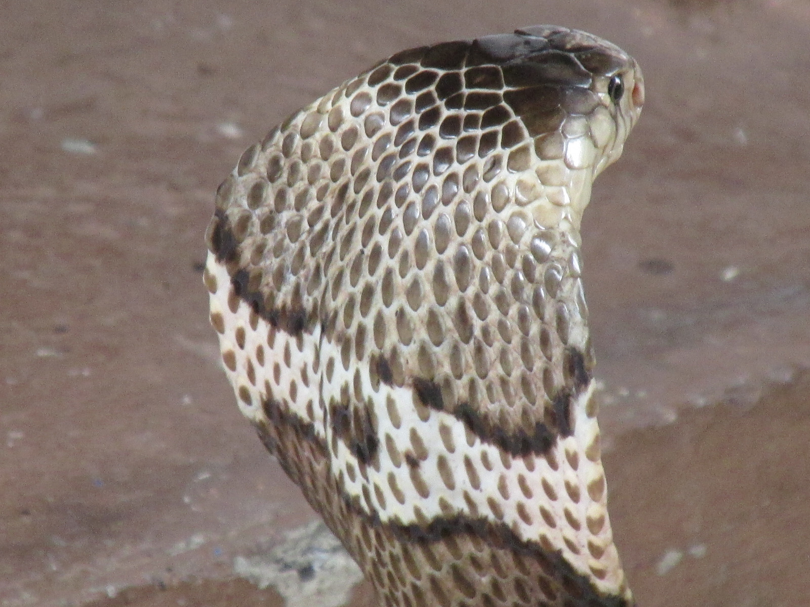 had, zmenšen plazů, fauna, plaz, Elapidae, had, zobák, indian cobra, Colubridae, chřestýš, kobra, terrestrial animal, Kingsnake, organismus, ZMIJE, Hognose snake