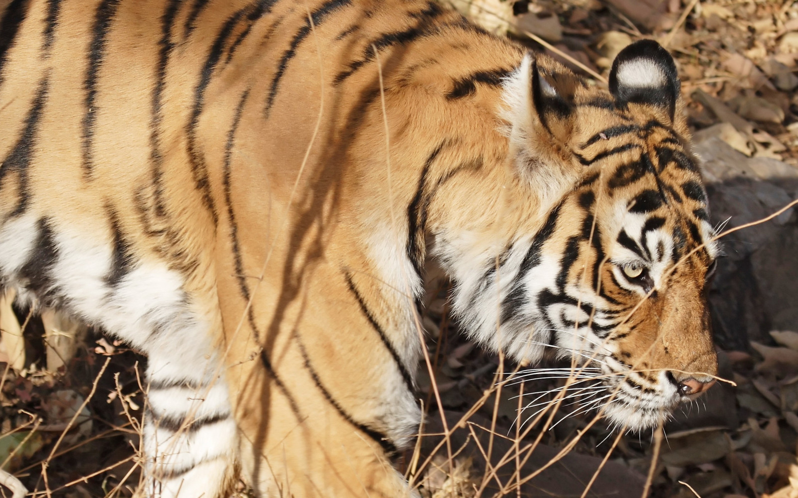 tvář, tygr, Volně žijících živočichů, velké kočky, zoologická zahrada, pruhovaný, kníry, Safari, fauna, savec, obratlovců, kočka jako savci