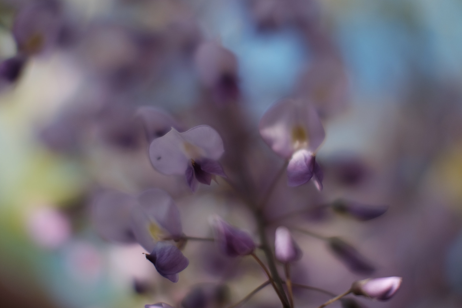 ญี่ปุ่น, ธรรมชาติ, การถ่ายภาพ, สาขา, เบ่งบาน, ฤดูใบไม้ผลิ, โตเกียว, fujifilm, Wisteria, ใบไม้, ดอกไม้, ปลูก, พืช, กลีบดอก, ฟูจินอน, x, xf56mmf12r, xf56mm, คามิโระ, xt1, mcex, mcex11, kameidotenjin, ดอกไม้ป่า, พฤกษศาสตร์, โรงงานที่ดิน, พืชดอก, ใกล้ชิด, การถ่ายภาพมาโคร, ต้นกำเนิด