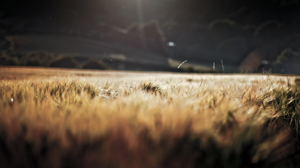 wheat,landscape