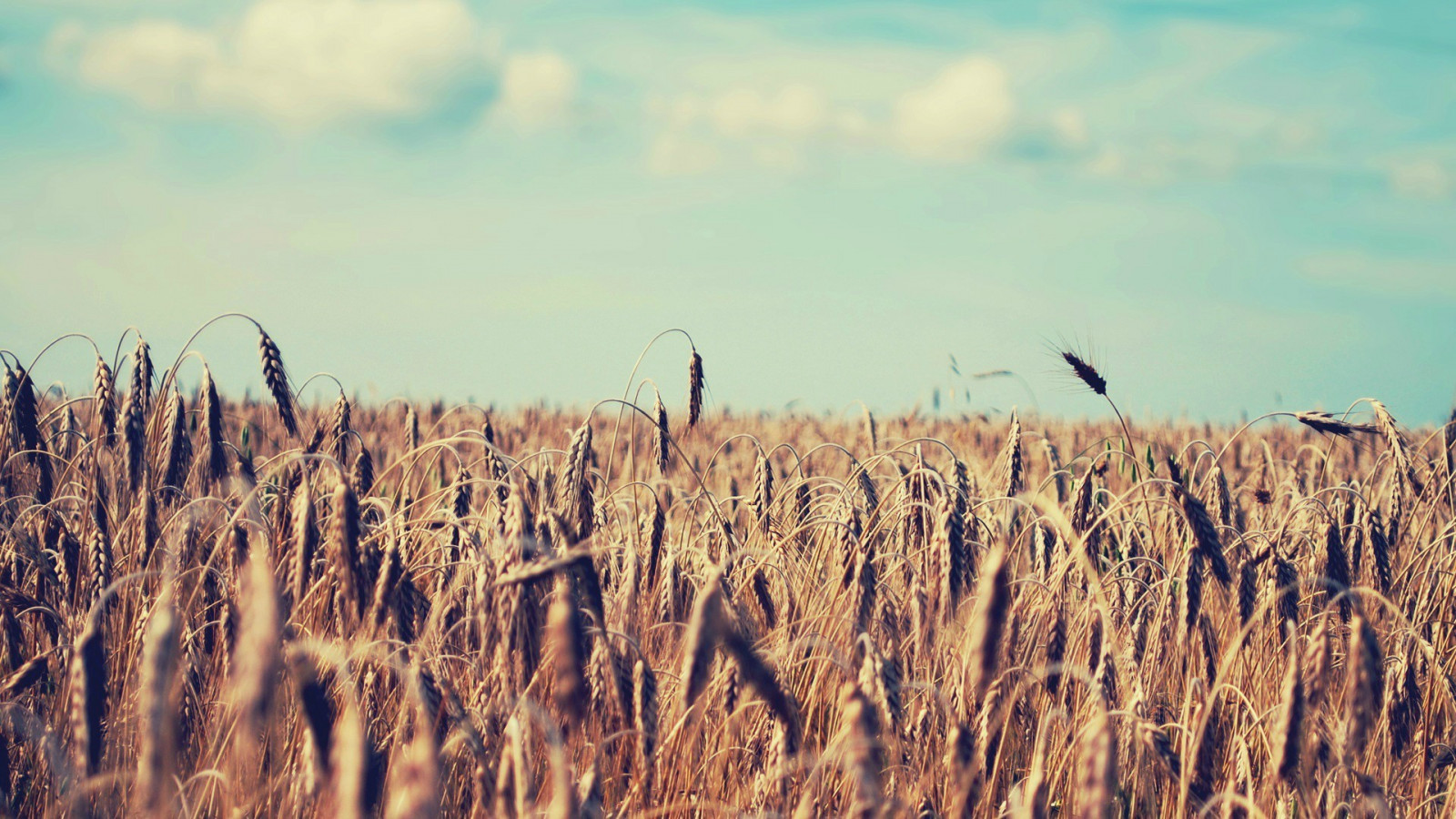 mad, dybdeskarphed, natur, græs, himmel, Mark, horisont, hvede, steppe, Sky, græsarealer, plante, landbrug, eng, almindeligt, prærie, afgrøde, jord plante, blomstrende plante, græs familie, Phragmites, mad korn, handelsvare