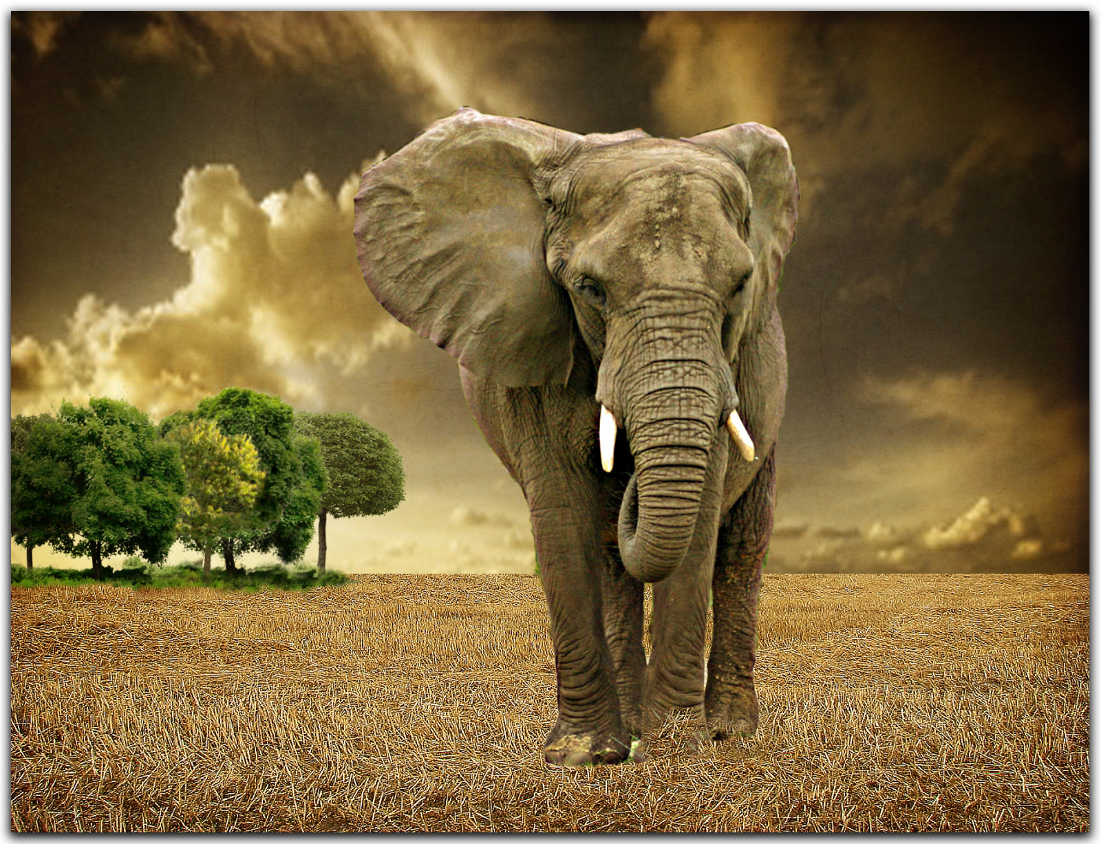 slon, elefante, hrnec zlata, savana, saariysqualitypictures, absolutegoldenmasterpiece, Pogdenwinnersgallery, Rubystreasures, Pog1animalden