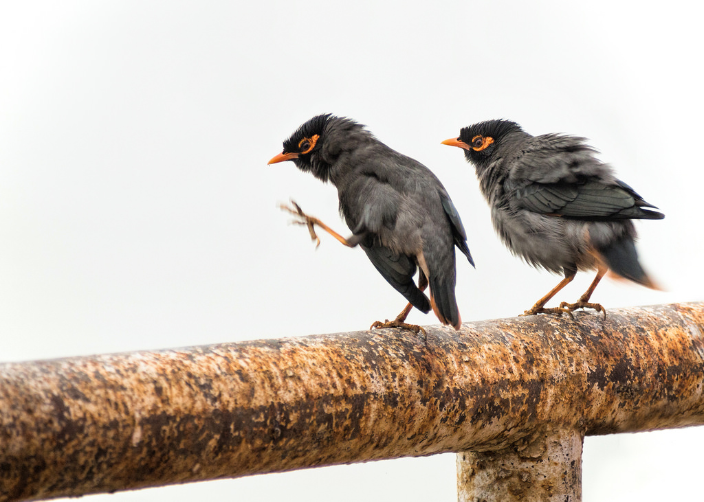 pták, birdphotography, Indie, indiatravels, travelphotography, streetphotography, Varanasi, Benares, Cestovní ruch, indiatourism, běžný, myna, acridotheres, tristis, indianmyna, luciegagnon, naturephotography, photographenaturaliste, birdsofindia, fauna, impressionsofindia